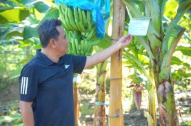 Pemprov akan Bagi Bibit Hortikultura, Ini Imbauan Pj Gubernur Sulbar