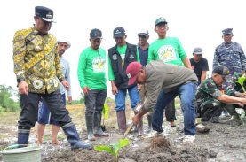 Tanam Pisang Cavendish di Polman, Dijamin Harga Tidak akan Turun Meski Panen Melimpah
