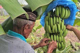 Pisang Cavendish Asal Sulsel Diminati Pasar Internasional