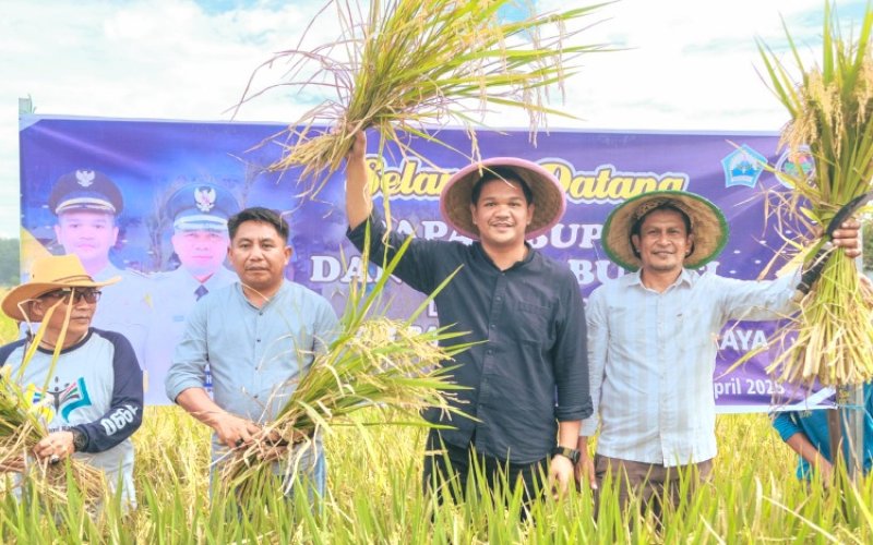 PANEN RAYA. Bupati Bantaeng, M Fathul Fauzy Nurdin, Panen Raya Padi di Desa Rappoa, Kecamatan Pajukukang, Bantaeng, Jumat (18/4/2025). foto: istimewa