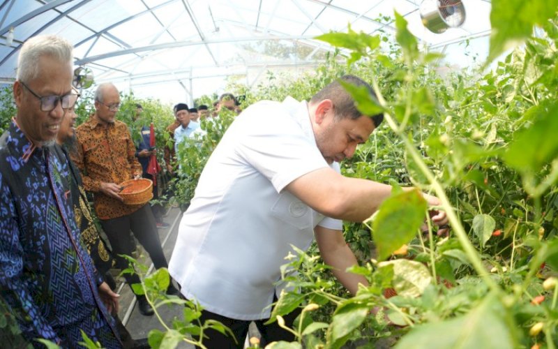 PANEN RAYA. Wali Kota Makassar, Munafri Arifuddin, menghadiri panen raya cabai rawit di Pesantren Darul Aman Gombara, Biringkanaya, Kota mMakassar, Rabu (4/6/2025). foto: istimewa