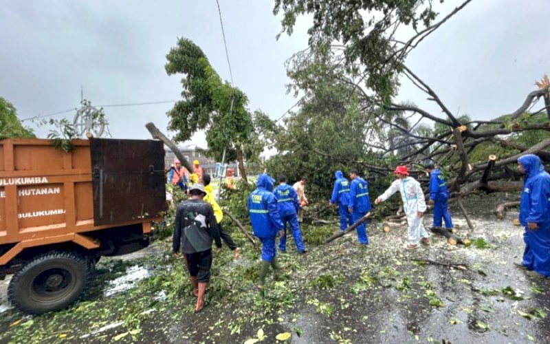 EVAKUASI. BPBD Kabupaten Bulukumba dan Tagana Dinas Sosial Kabupaten Bulukumba langsung bergerak cepat ke lokasi untuk melakukan evakuasi dan pembersihan pohon tumbang, Kamis (12/6/2025). foto: istimewa
