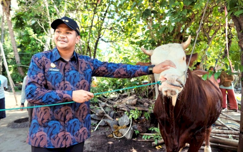 SAPI KURBAN. Bupati Bantaeng, M Fathul Fauzy Nurdin, meninjau langsung sapi kurban Bantuan Kemasyarakatan Presiden di Desa Biongloe, Kecamatan Pa'jukukang, Bantaeng, Kamis (5/6/2025). foto: istimewa