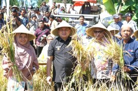 Wali Kota Makassar Ajak Warga Turun ke Sawah Berkebun