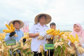 Uji Nurdin Panen Perdana Penangkaran Padi Genjah dan Jagung Hasil Kolaborasi dengan Unhas