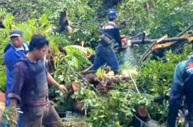 Waspada Pohon Tumbang di Makassar, Warga Diminta Hubungi DLH