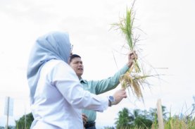 Vale Panen Bersama Demplot Padi Berkelanjutan di Kolaka
