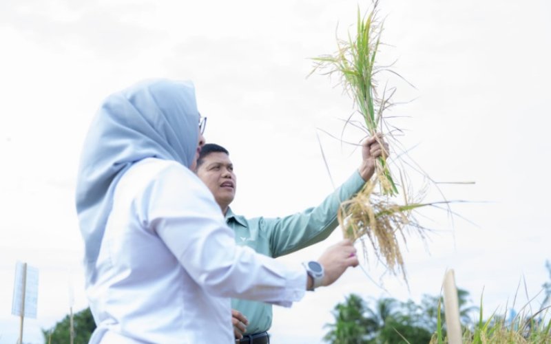 PANEN BERSAMA. Panen Bersama Demplot Padi Berkelanjutan di Desa Puubunga, Kecamatan Baula, Kabupaten Kolaka, yang merupakan kelanjutan dari program penanaman perdana pada November 2025 di tiga desa binaan PT Vale, yaitu Desa Puubunga dan Desa Pubenua (Kecamatan Baula), serta Desa Lemedai (Kecamatan Tanggetada). foto: istimewa
