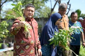 Munafri Arifuddin Tinjau Urban Farming di Tamalate-Wajo, Targetkan Kemandirian Pangan bagi Warga