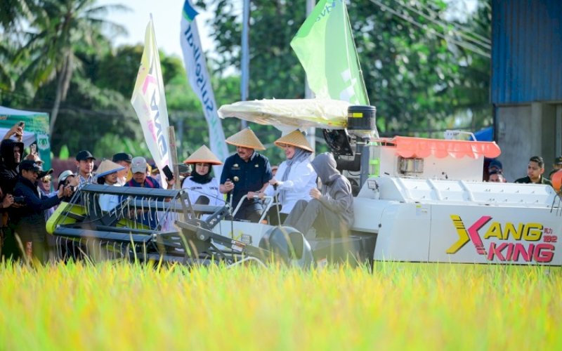 PANEN RAYA. Wakil Gubernur Sulsel, Fatmawati Rusdi, menghadiri pesta panen padi di Kelurahan Padaidi, Kecamatan Mattiro Bulu, Kabupaten Pinrang, Jumat (10/4/2026). foto: istimewa