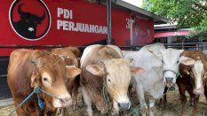 Tebar 45 Ekor Sapi Kurban, Ridwan Wittiri: Iduladha Momentum Perkuat Solidaritas dan Kemanusiaan