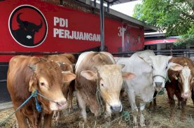 Tebar 45 Ekor Sapi Kurban, Ridwan Wittiri: Iduladha Momentum Perkuat Solidaritas dan Kemanusiaan