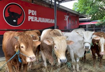 Tebar 45 Ekor Sapi Kurban, Ridwan Wittiri: Iduladha Momentum Perkuat Solidaritas dan Kemanusiaan