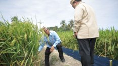 PM-AAS Dongkrak Produksi Padi hingga Tiga Kali Lipat, Andi Amran Sulaiman Pastikan Swasembada Pangan Berkelanjutan