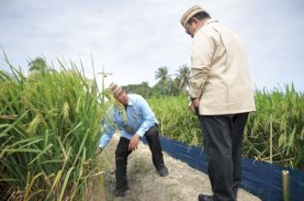 PM-AAS Dongkrak Produksi Padi hingga Tiga Kali Lipat, Andi Amran Sulaiman Pastikan Swasembada Pangan Berkelanjutan