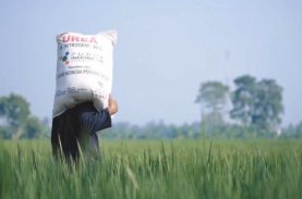 FAO Sebut Petani Indonesia Tetap Tanam dan Penopang Cadangan Beras Dunia