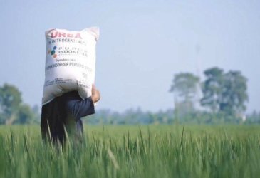 FAO Sebut Petani Indonesia Tetap Tanam dan Penopang Cadangan Beras Dunia