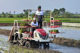Jalan Menuju Swasembada Pangan Dimulai dari Petani