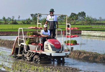 Jalan Menuju Swasembada Pangan Dimulai dari Petani