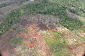 Buka Kebun Merica di Hutan Lindung Loeha Raya, Tiga Orang Warga Ditahan Gakkum Kehutanan Sulawesi