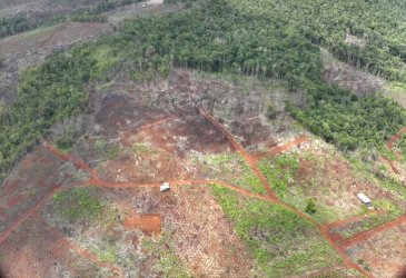 Buka Kebun Merica di Hutan Lindung Loeha Raya, Tiga Orang Warga Ditahan Gakkum Kehutanan Sulawesi