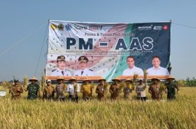 Produktivitas Padi Tembus 10,43 Ton Per Ha, PM-AAS Buktikan Modernisasi Pertanian Tingkatkan Hasil Panen