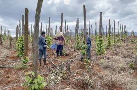 Perambahan Ilegal Hutan Tanamalia Kian Mengkhawtirkan, Meroket Hampir Dua Kali Lipat