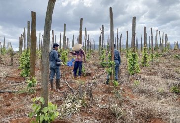 Perambahan Ilegal Hutan Tanamalia Kian Mengkhawtirkan, Meroket Hampir Dua Kali Lipat