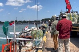 Apartemen Ikan Mulai Diturunkan di Dasar Laut, Pemkab Bulukumba Bangun Habitat Ikan Dekat Pantai