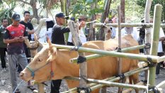 Jambore Pelayanan Publik di Gantarang Hadirkan Layanan Kesehatan Hewan, Sapi hingga Kucing Dilayani