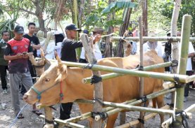Jambore Pelayanan Publik di Gantarang Hadirkan Layanan Kesehatan Hewan, Sapi hingga Kucing Dilayani