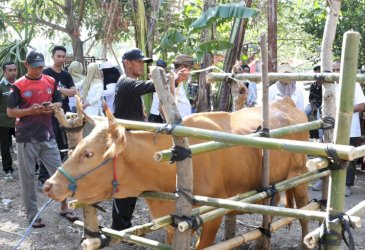 Jambore Pelayanan Publik di Gantarang Hadirkan Layanan Kesehatan Hewan, Sapi hingga Kucing Dilayani