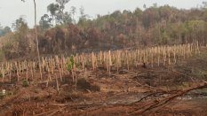 Warga Loeha Raya Desak Gakkum Kehutanan Usut Tuntas Oknum Pembakar Hutan