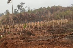 Warga Loeha Raya Desak Gakkum Kehutanan Usut Tuntas Oknum Pembakar Hutan