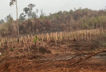 Warga Loeha Raya Desak Gakkum Kehutanan Usut Tuntas Oknum Pembakar Hutan